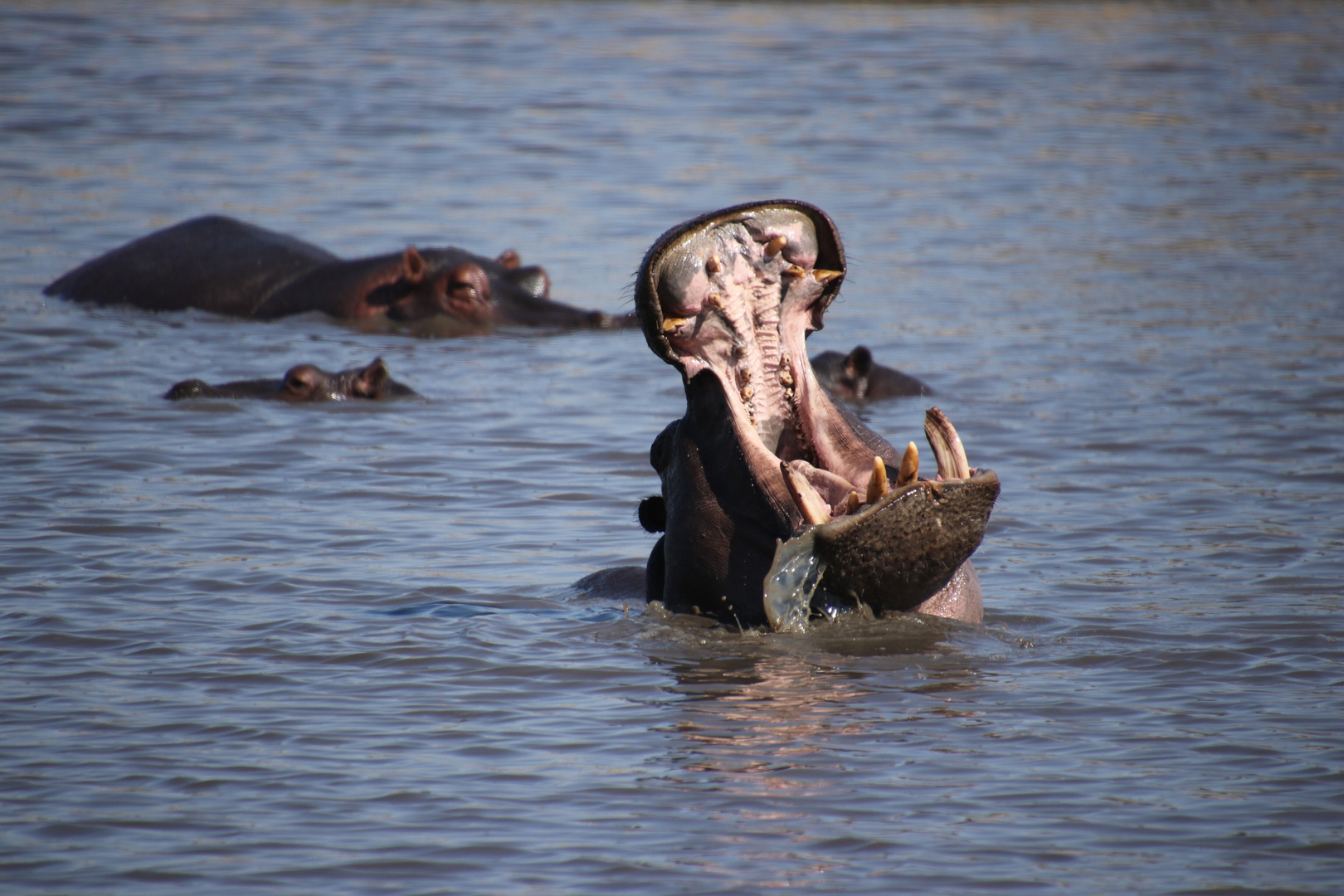 Hippos im Moremi / Botswana