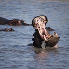 Hippos im Moremi / Botswana