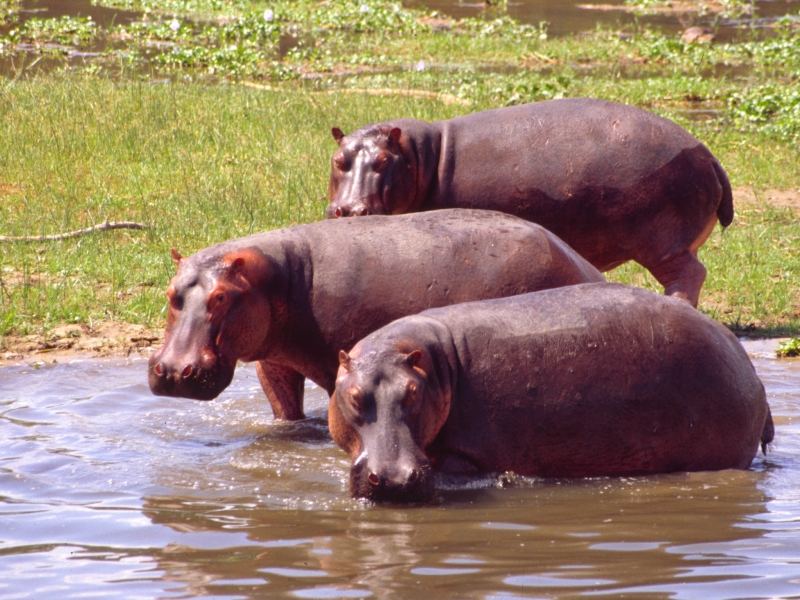 Hippos im Murchison Falls National Park