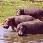 Hippos im Murchison Falls National Park