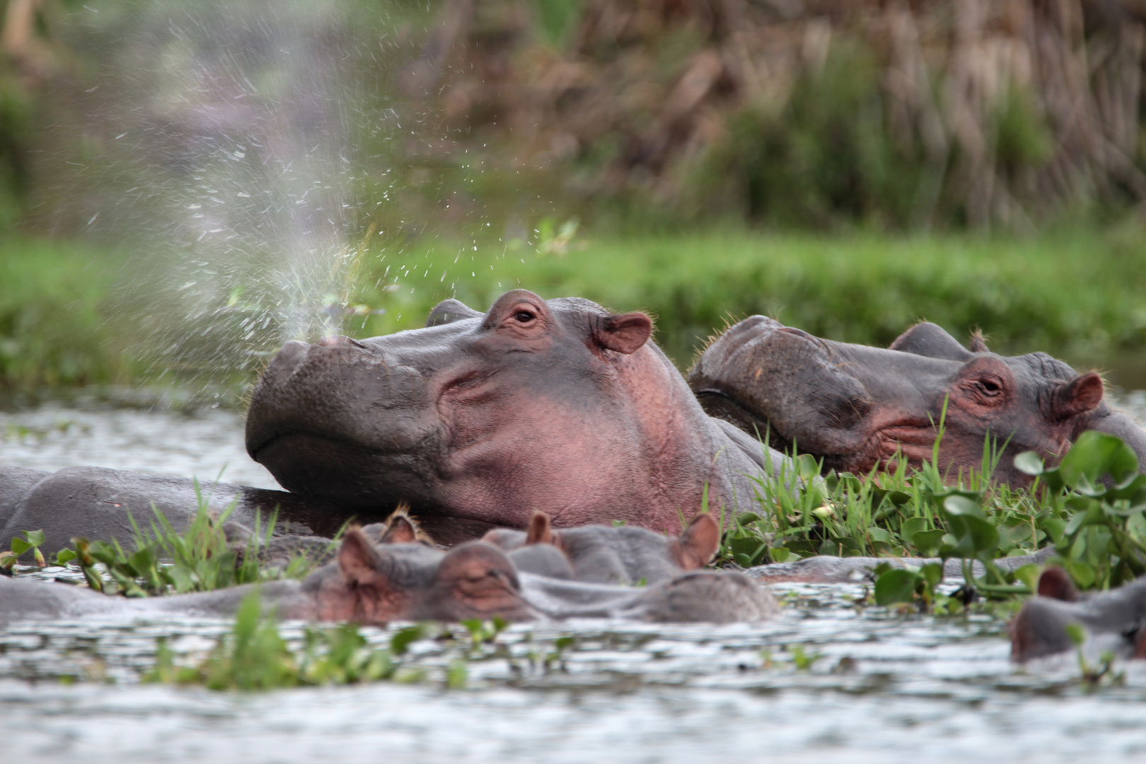 Hippos im Naivasha-See, Kenia