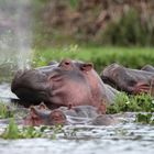 Hippos im Naivasha-See, Kenia