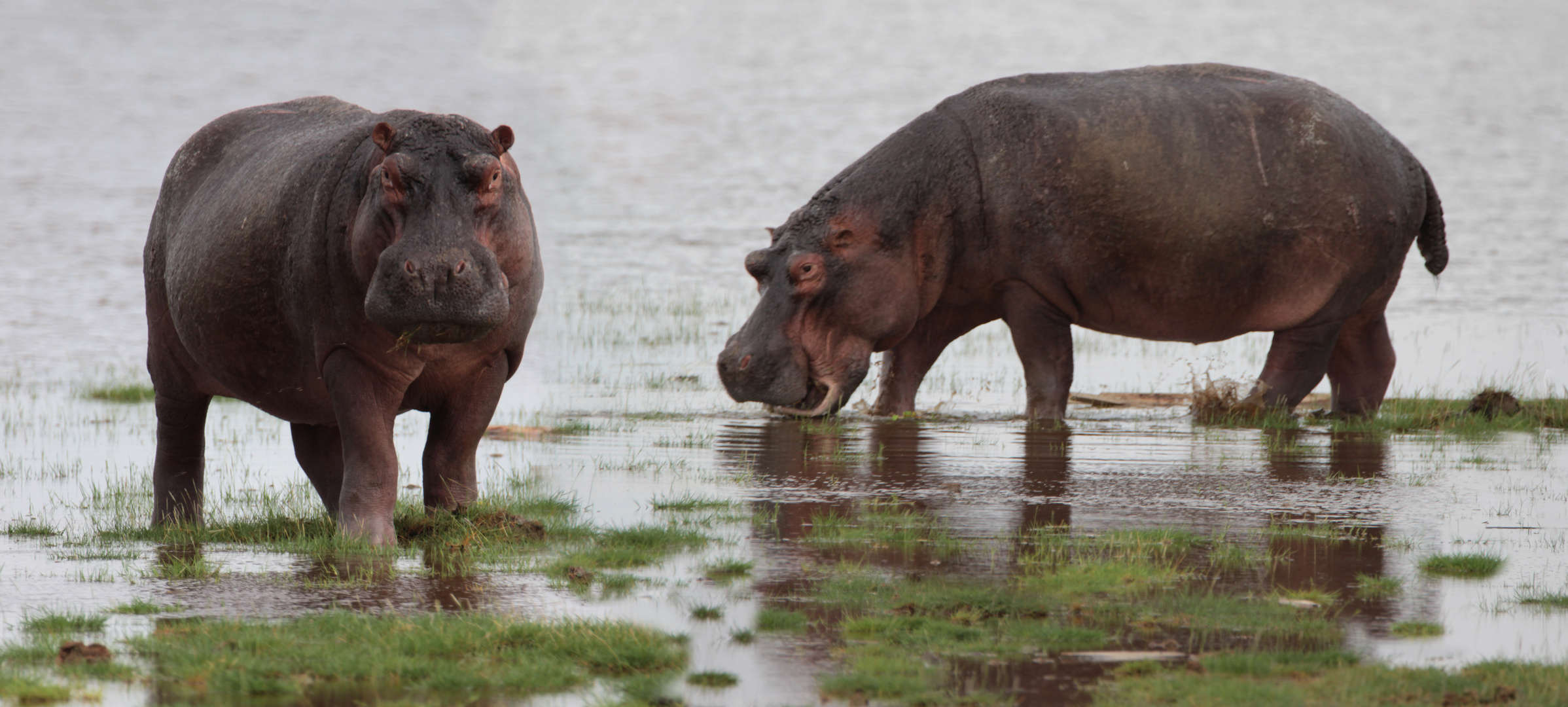 Hippos im Nationalpark Amboseli (Kenia)