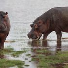 Hippos im Nationalpark Amboseli (Kenia)