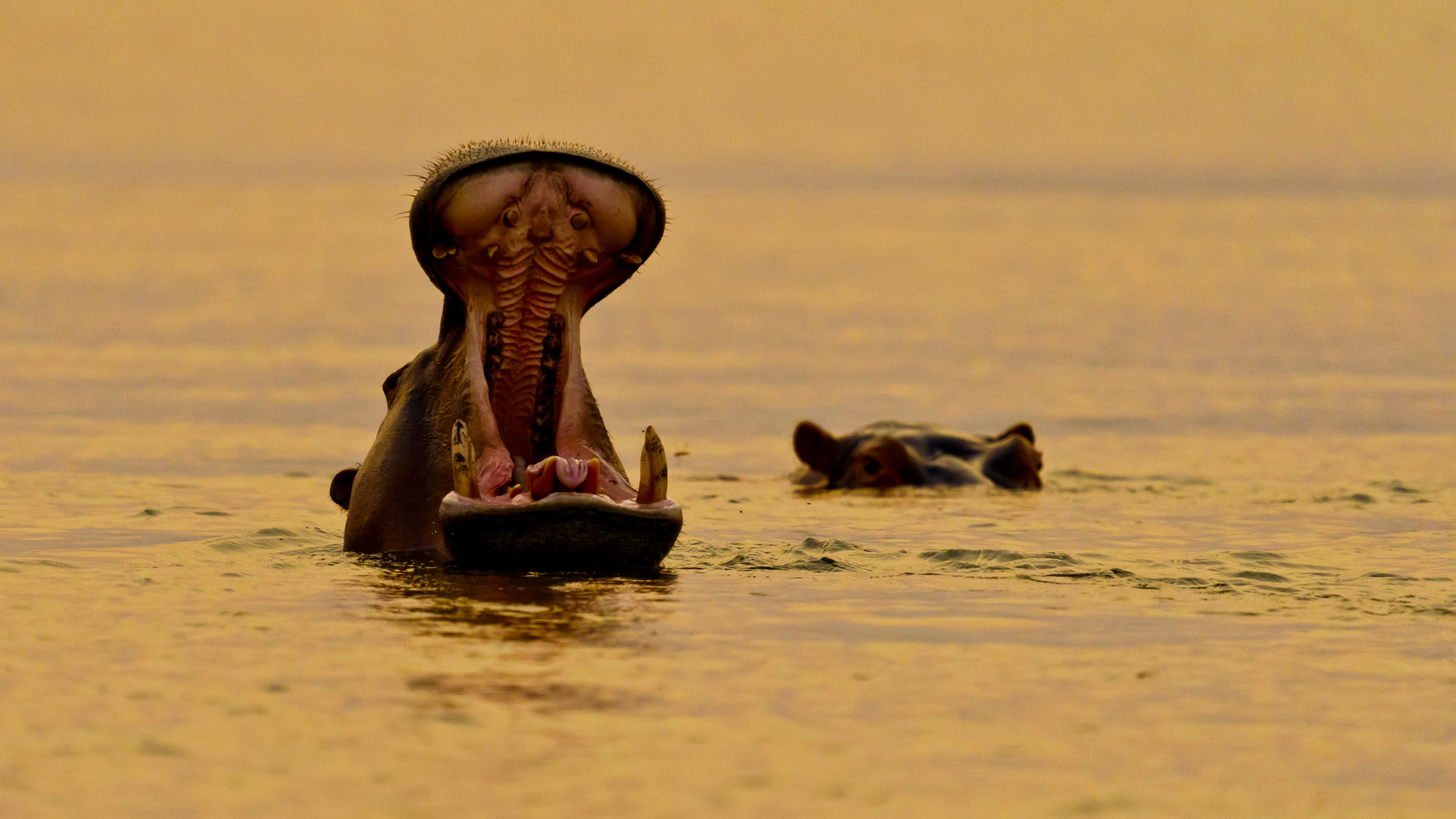 Hippos im Sambesi, Lower Zambesi NP,15.09.2019