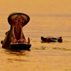 Hippos im Sambesi, Lower Zambesi NP,15.09.2019