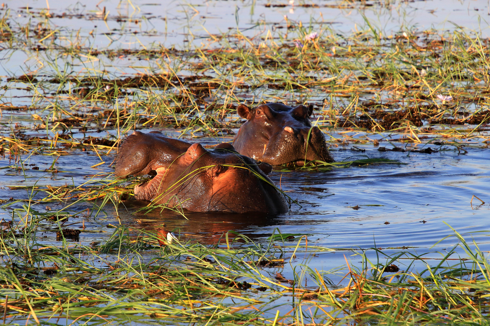 Hippos im Schlaraffenland