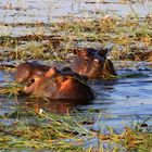 Hippos im Schlaraffenland