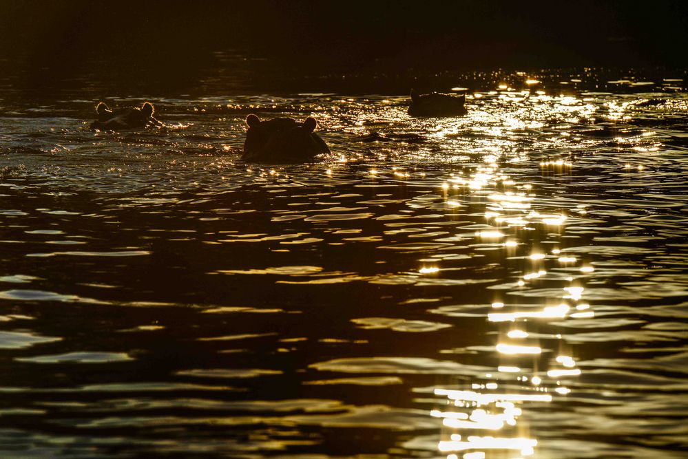 Hippos im Sonnenuntergang