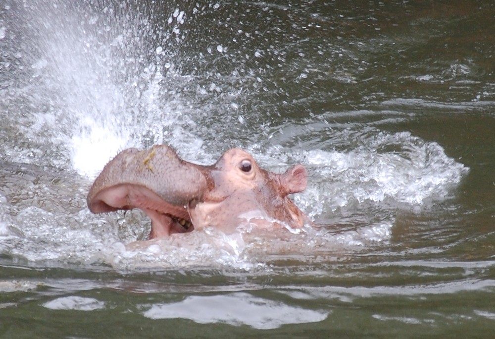 Hippos im Zoo - da geht's rund.