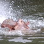 Hippos im Zoo - da geht's rund.