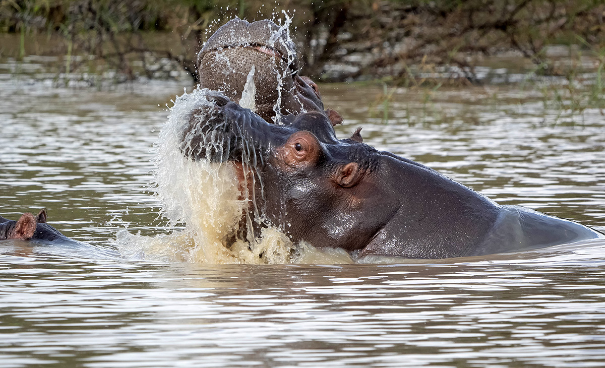 Hippos in Action