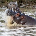 Hippos in Action