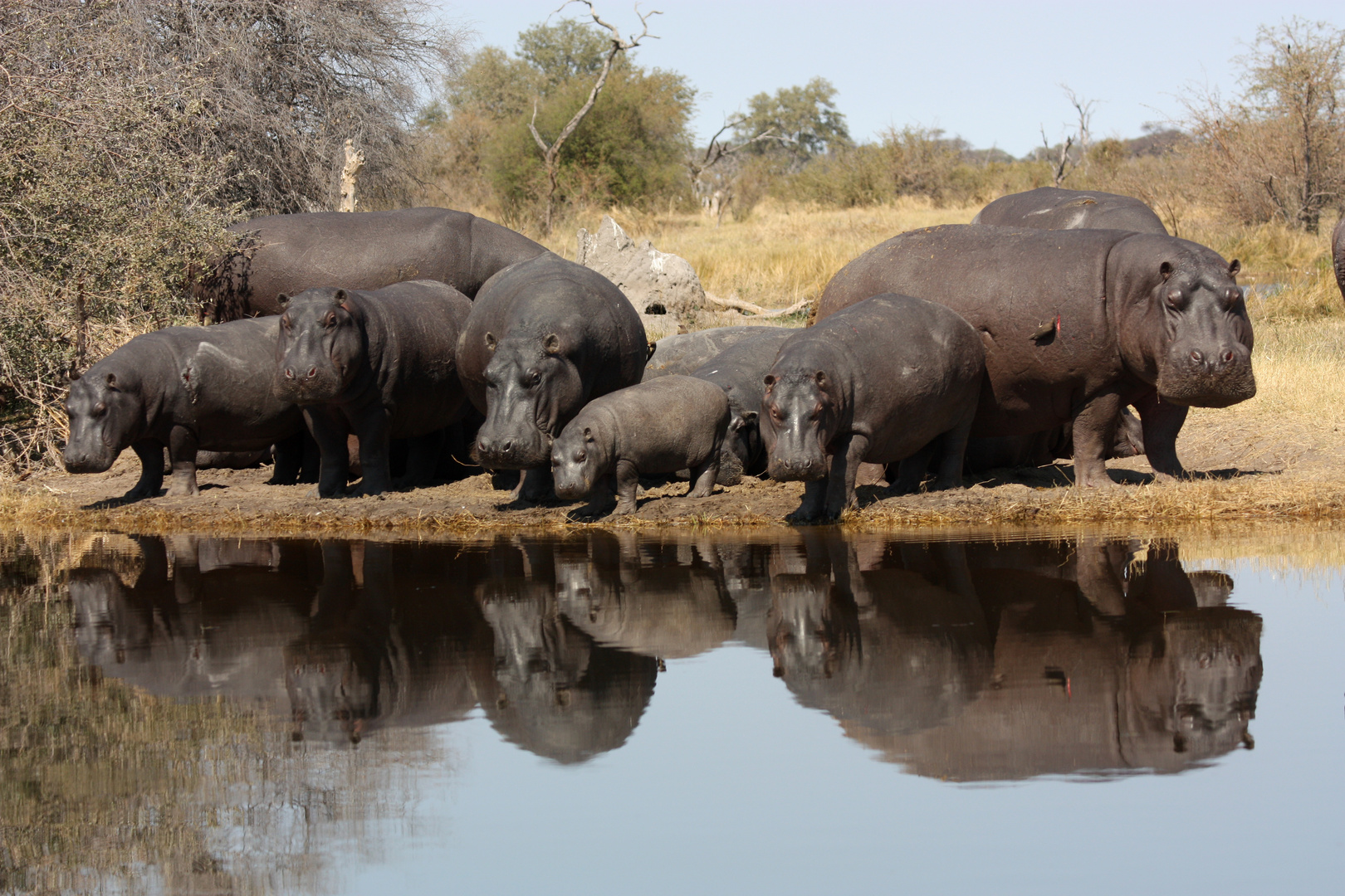 Hippos in Botswana