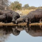 Hippos in Botswana