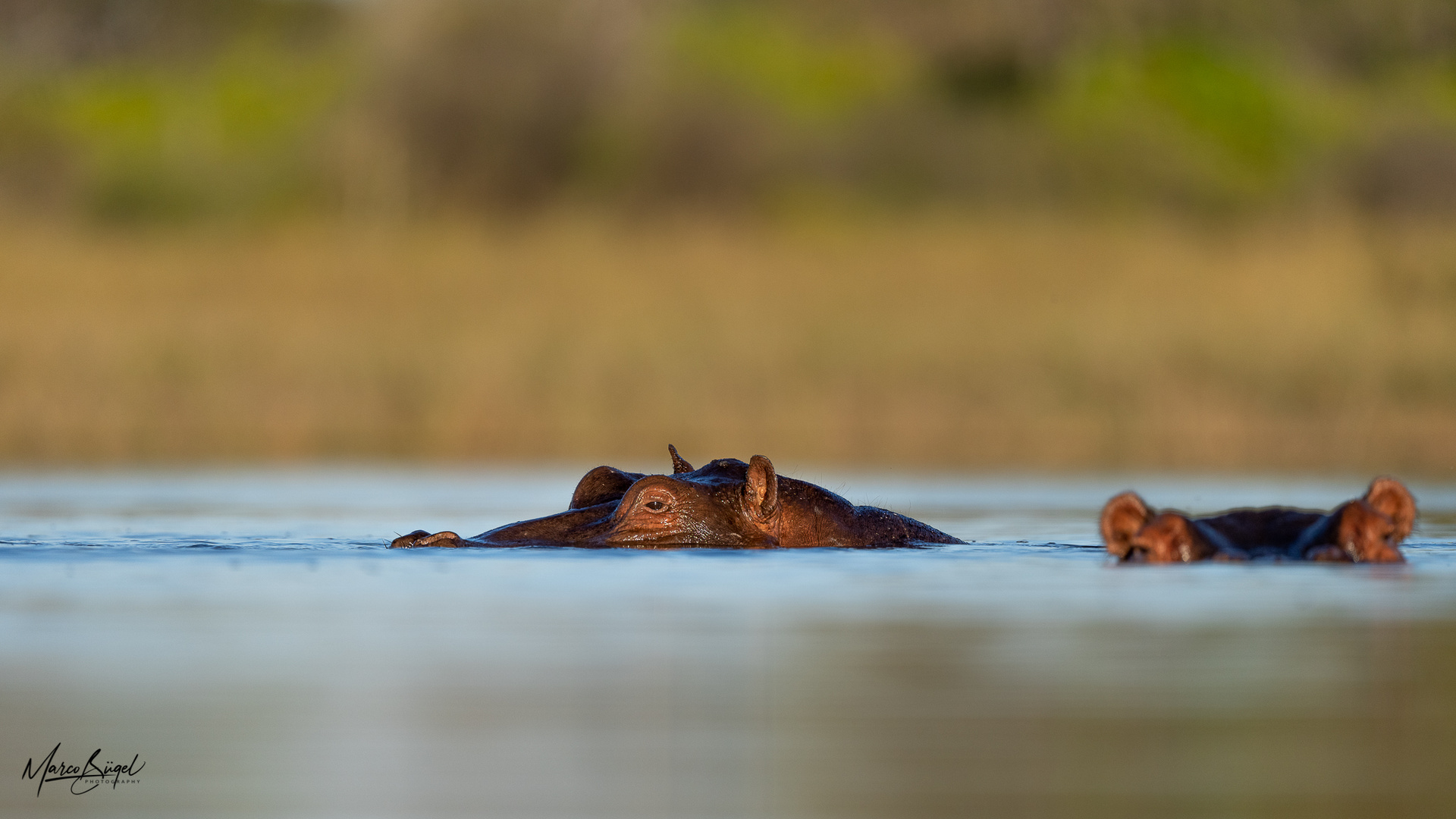 Hippos in Botswana