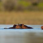 Hippos in Botswana