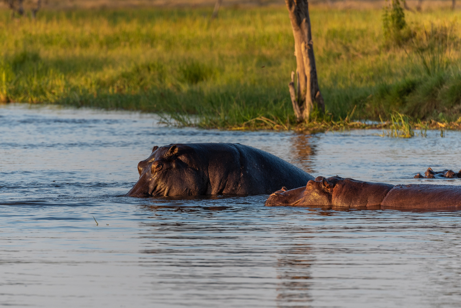 Hippos in der Abendsonne