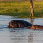 Hippos in der Abendsonne