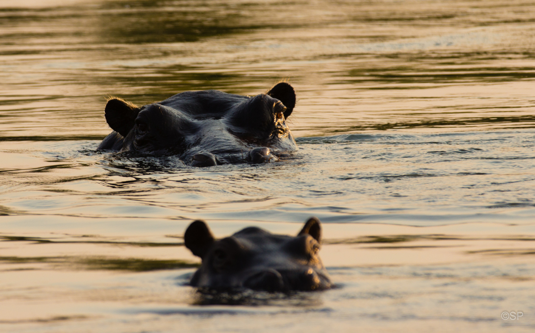 Hippos in der Morgensonne, Okavango River, Namibia