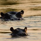 Hippos in der Morgensonne, Okavango River, Namibia