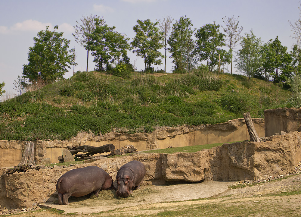 Hippos in künstlicher Landschaft