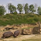 Hippos in künstlicher Landschaft