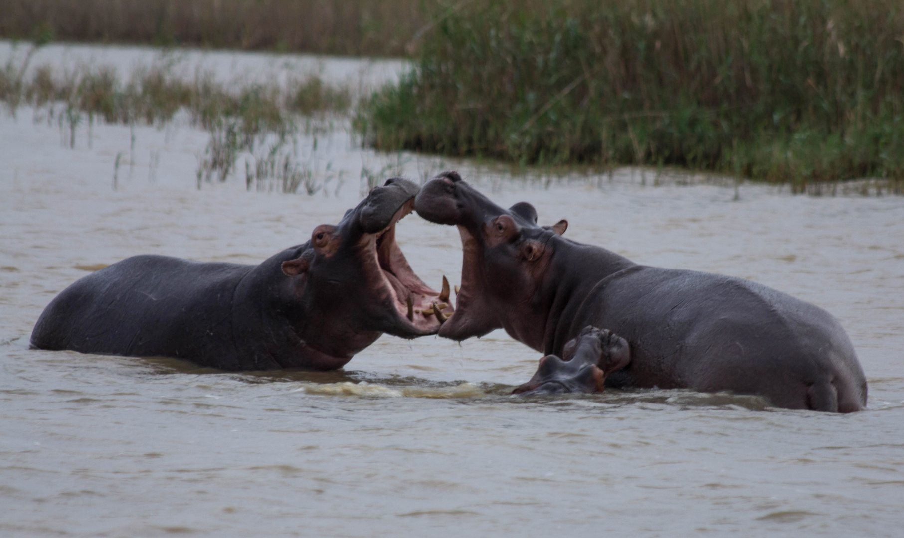 Hippos in Südafrika