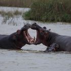 Hippos in Südafrika