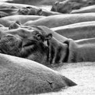 Hippos in the rain