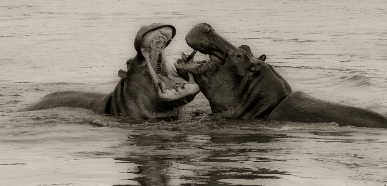 Hippos kisses, Tanzania