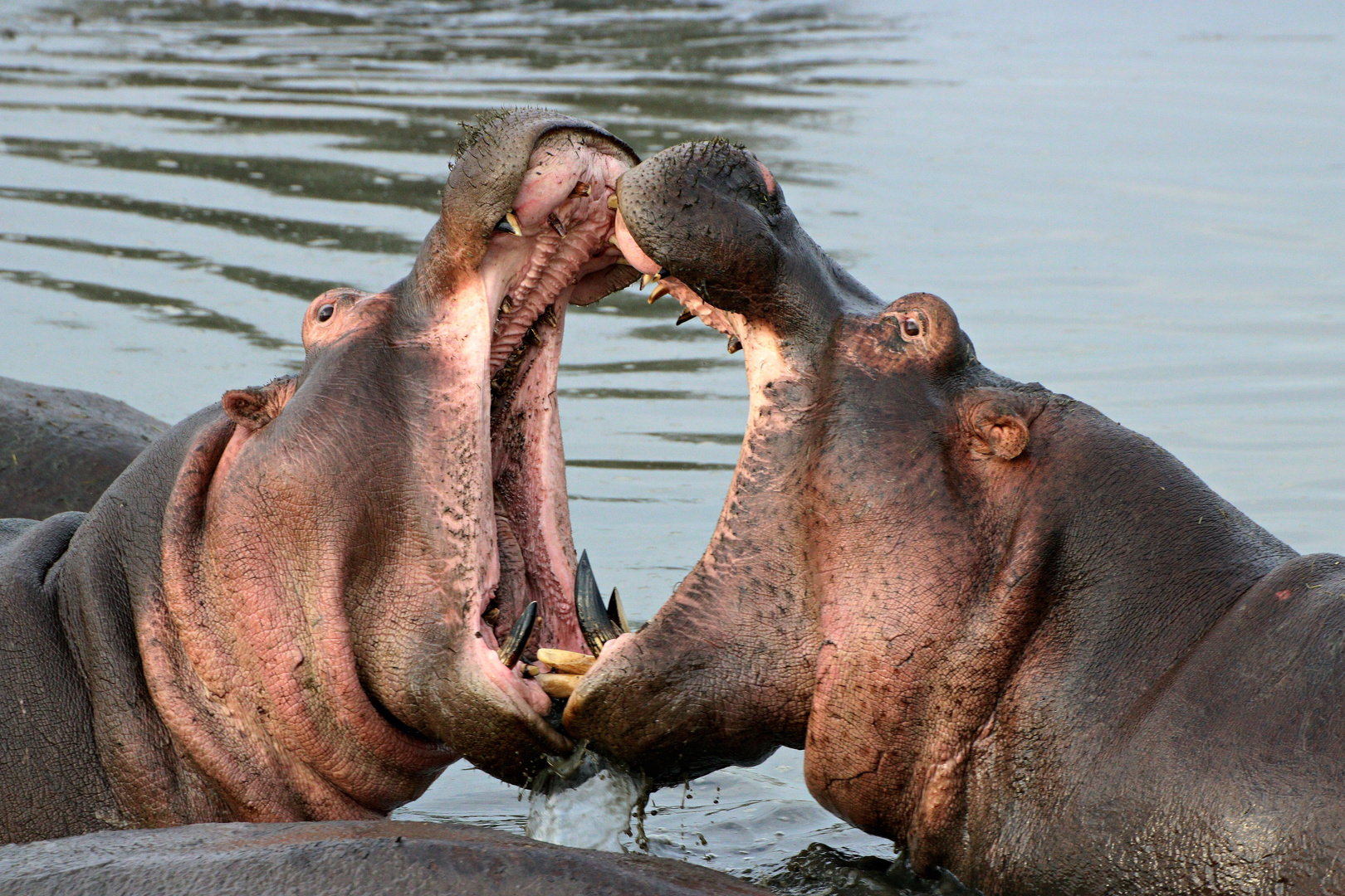 Hippos mit Meinungsverschiedenheiten.