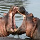 Hippos mit Meinungsverschiedenheiten.