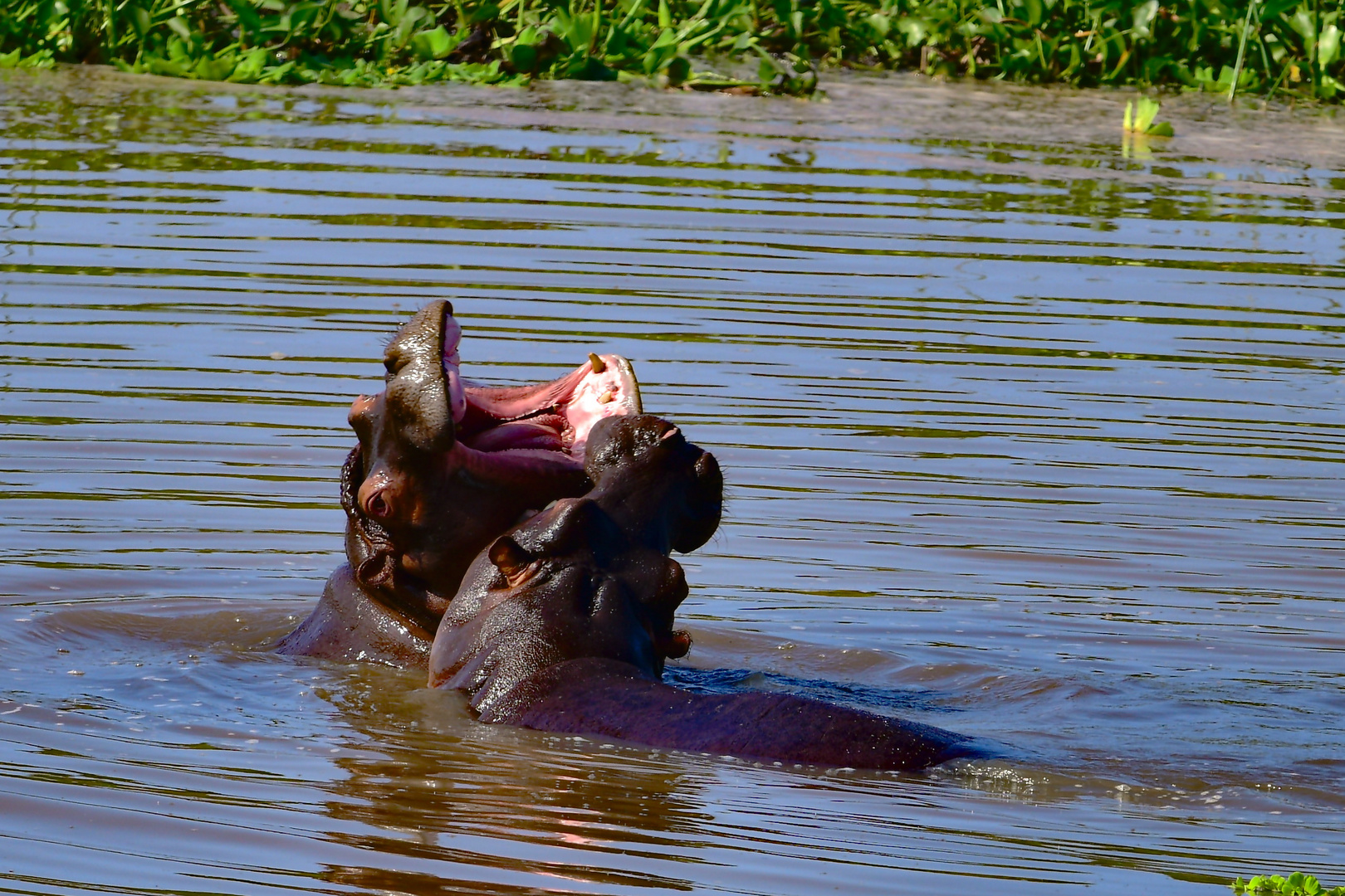 Hippos nahe Restcamp Letaba