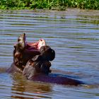 Hippos nahe Restcamp Letaba