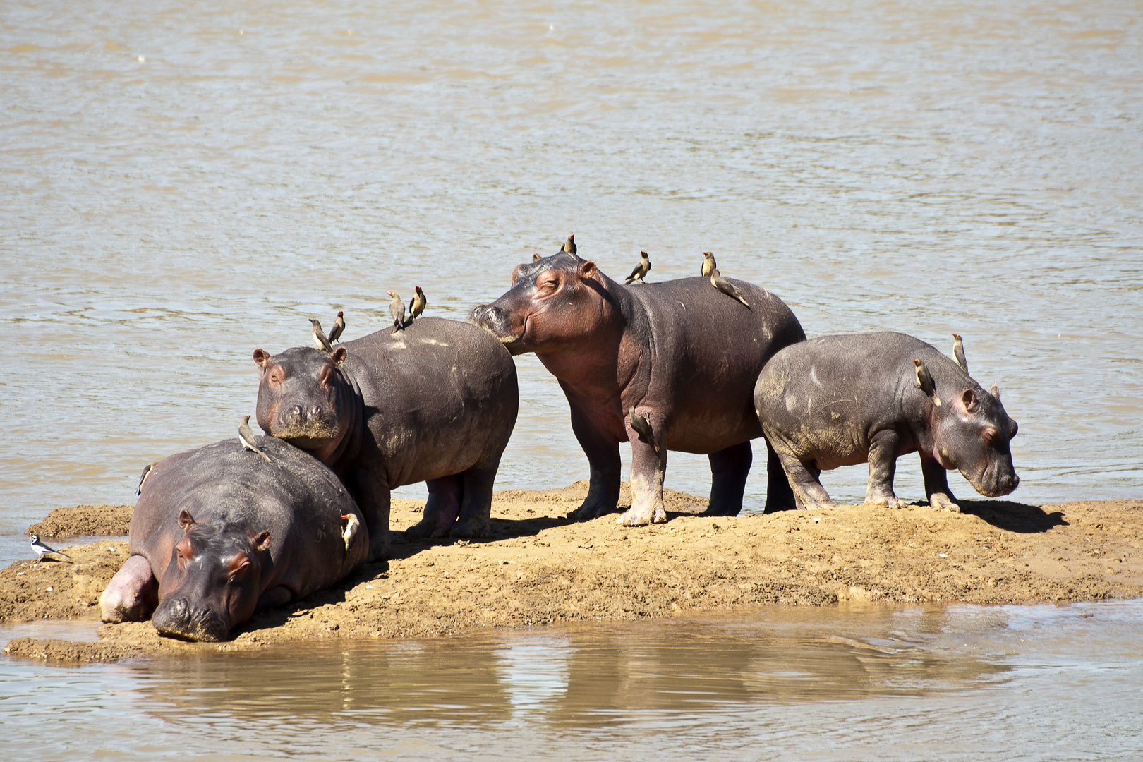 Hippos, North-Luangwa, Sambia