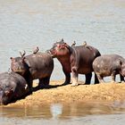 Hippos, North-Luangwa, Sambia