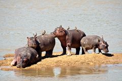 Hippos, North-Luangwa, Sambia