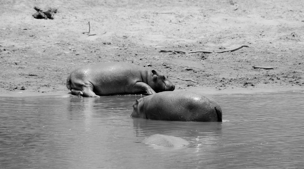 Hippos SW, kenia