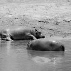 Hippos SW, kenia