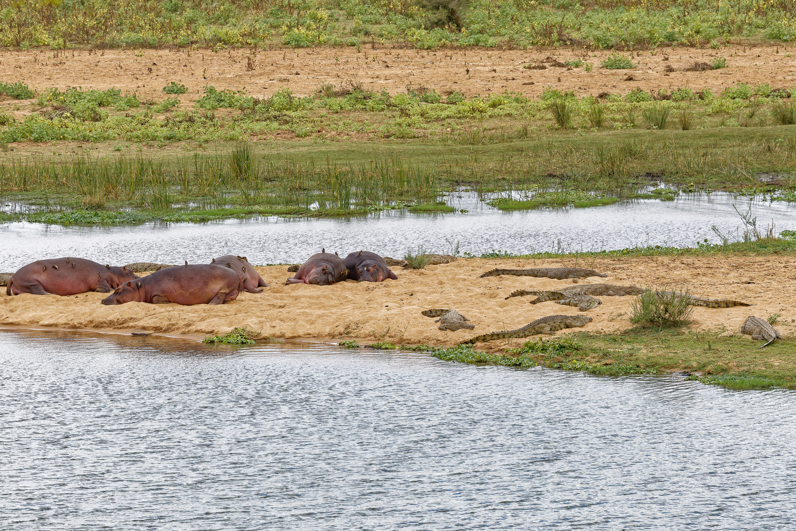 Hippos_1