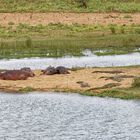 Hippos_1