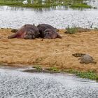 Hippos_2