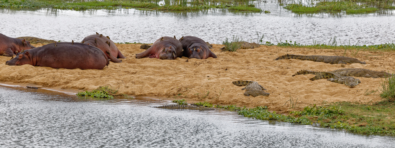 Hippos_2