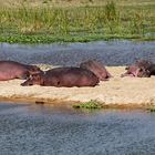 Hippos_3