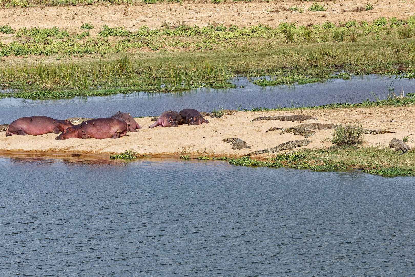 Hippos_4