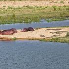 Hippos_4