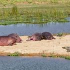 Hippos_5