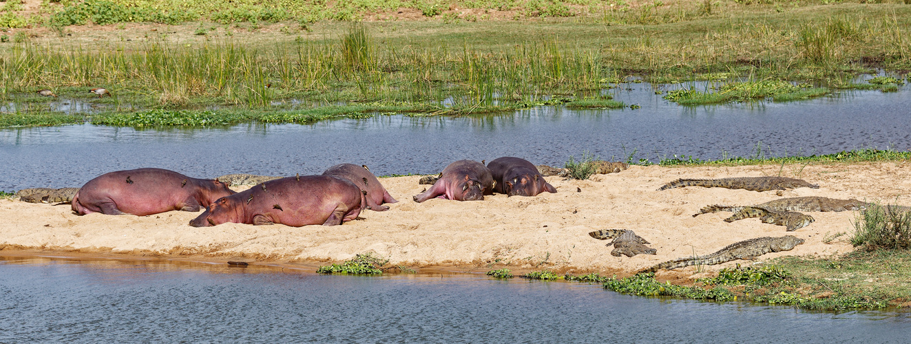 Hippos_5