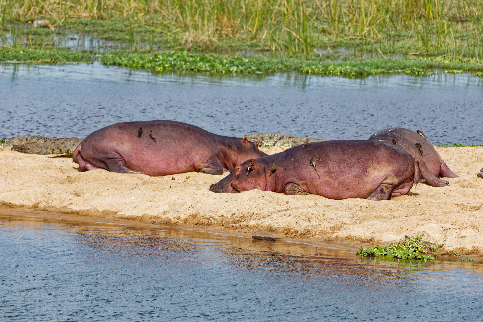 Hippos_6